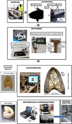 Protocol for Sampling Sequential Fin Spine Growth Intervals for Isotope Analysis in the Atlantic Bluefin Tuna